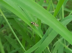 Ischiodon