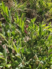 Lathyrus polymorphus