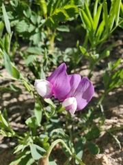 Lathyrus polymorphus