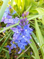 Veronica teucrium
