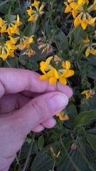 Lotus corniculatus