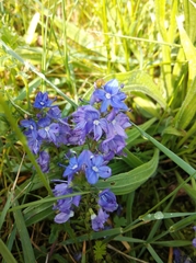 Veronica teucrium