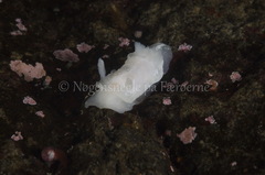 Goniodoris nodosa