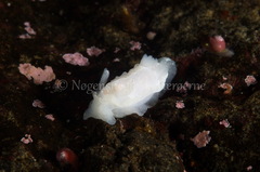 Goniodoris nodosa