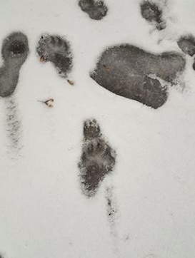 American Black Bear photographed in Ohio