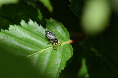 Heliophanus cupreus