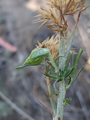 Gnorimoschema octomaculella