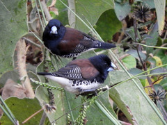 Spermestes bicolor nigriceps