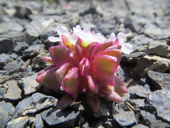 Claytonia saxosa