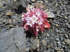 Claytonia saxosa