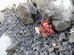 Claytonia saxosa