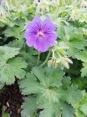 Geranium platypetalum
