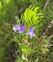 Psoralea azuroides