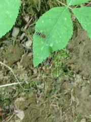 Neoclytus acuminatus