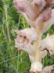 Orobanche caryophyllacea