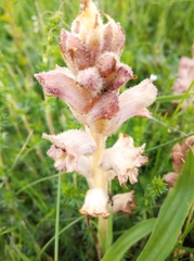 Orobanche caryophyllacea