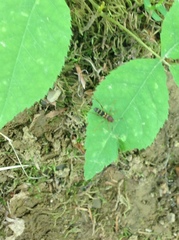 Neoclytus acuminatus