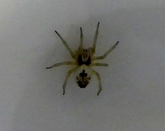 Araneae