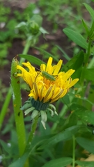 Taraxacum officinale
