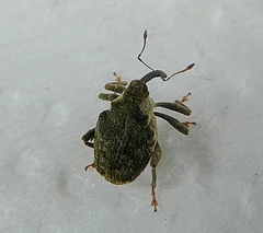 Parethelcus pollinarius