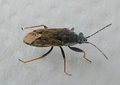 Hemiptera