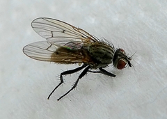 Diptera