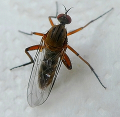 Diptera