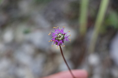 Dalea tenuis