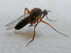 Diptera