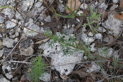 Dalea tenuis