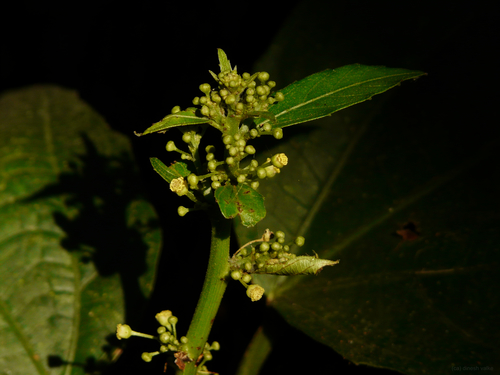 Baliospermum solanifolium, photograph 1