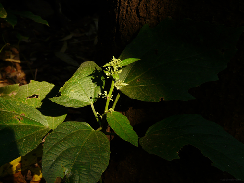 Baliospermum solanifolium, photograph 2