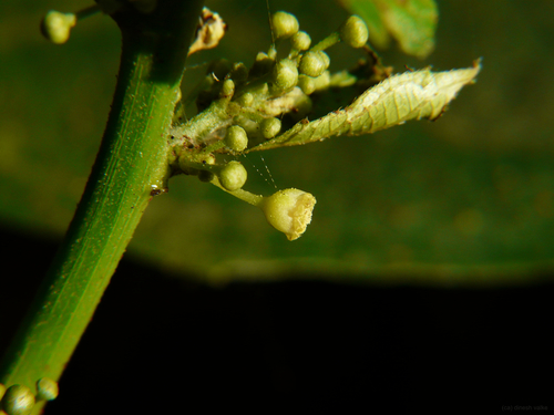 Baliospermum solanifolium, photograph 3