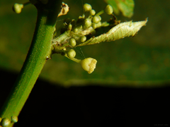 Baliospermum solanifolium