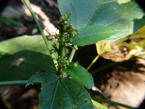 Baliospermum solanifolium, photograph 4