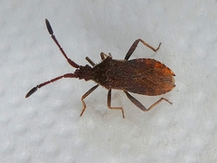 Heteroptera