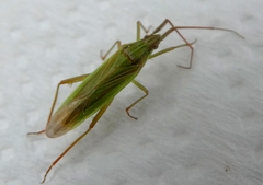 Miridae