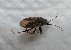 Hemiptera