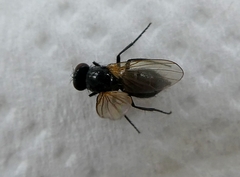 Diptera