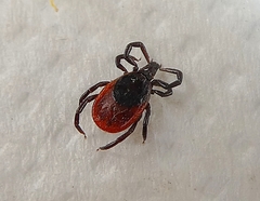 Ixodes