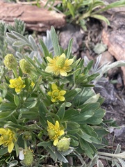 Ranunculus inamoenus