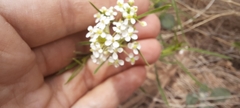 Lepidium desertorum