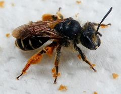 Hymenoptera