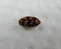 Anthrenus