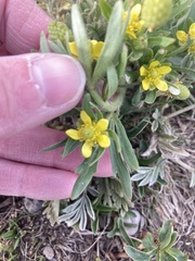 Ranunculus inamoenus