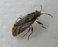 Heteroptera