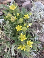 Ranunculus inamoenus