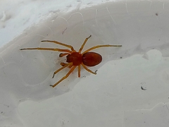 Araneae