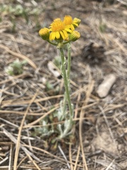 Packera neomexicana