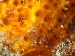 Eualus occultus